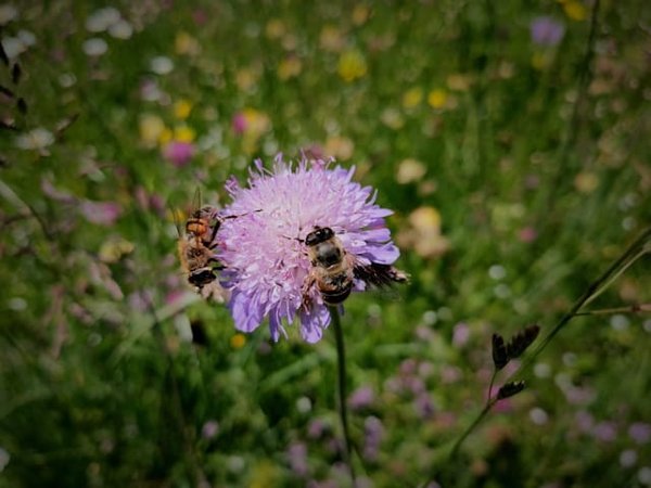 Comment créer une zone de refuge pour les abeilles sauvages dans son jardin ?
